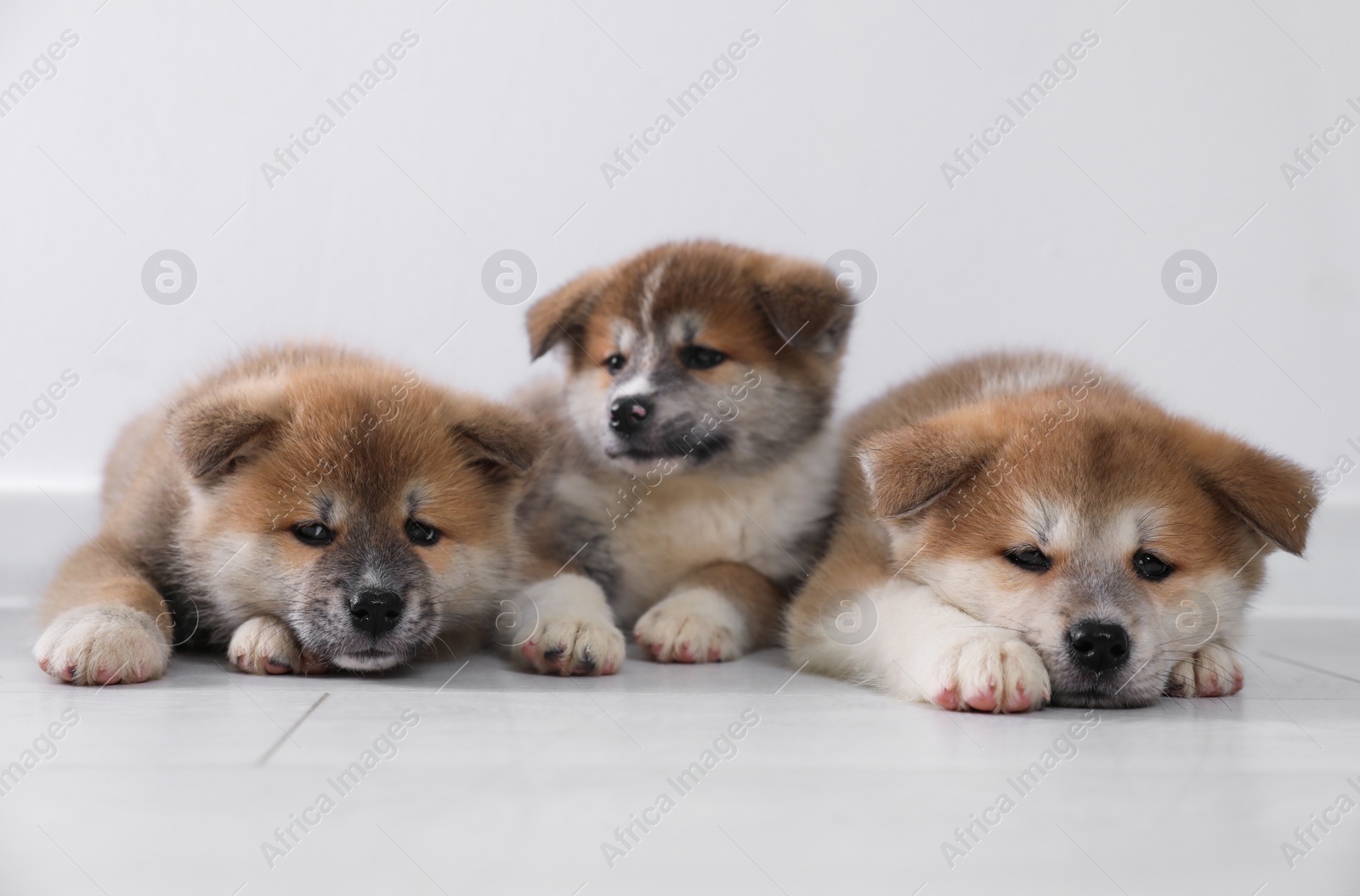 Photo of Adorable Akita Inu puppies on floor near light wall