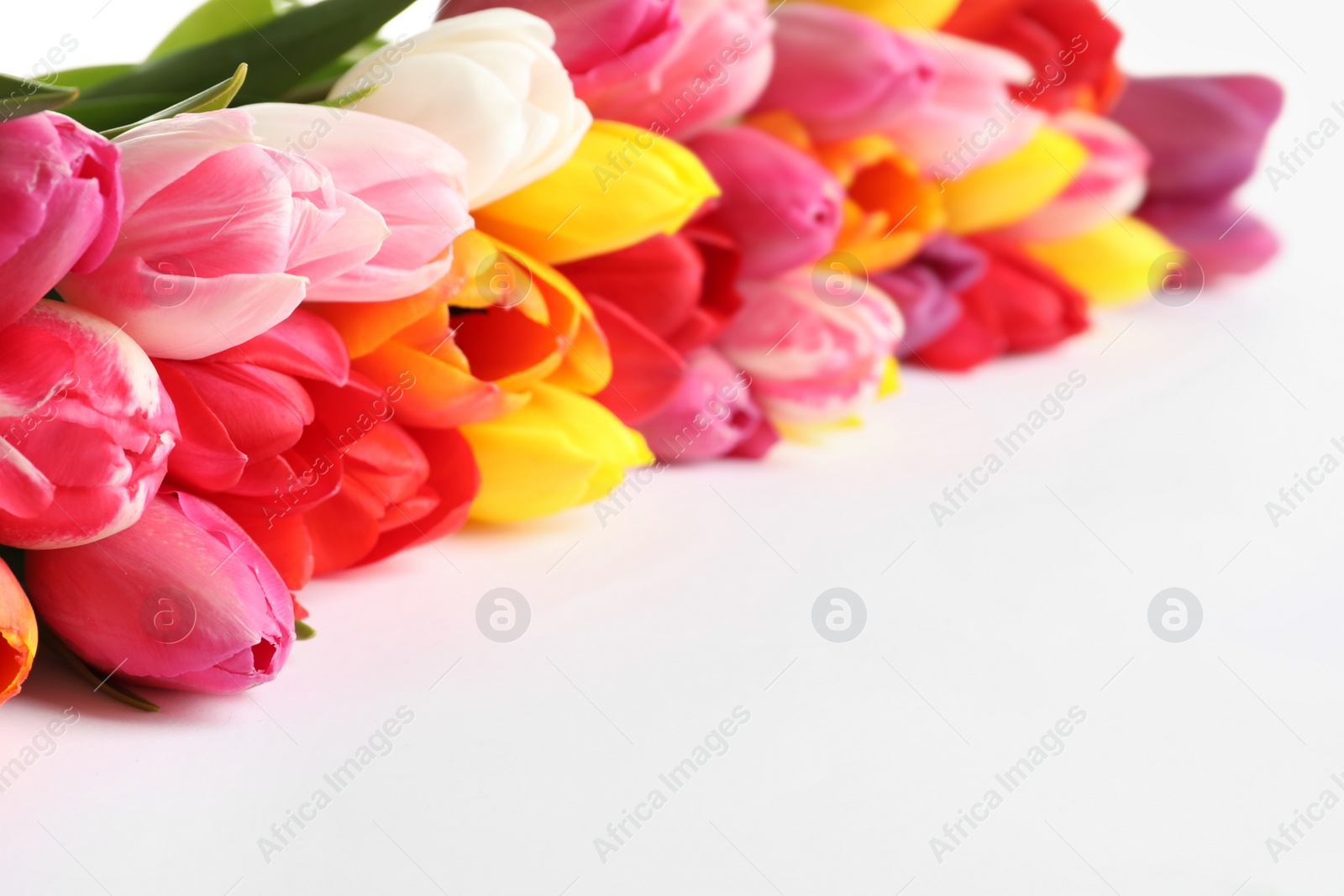 Photo of Beautiful bright tulips on white background. Spring flowers