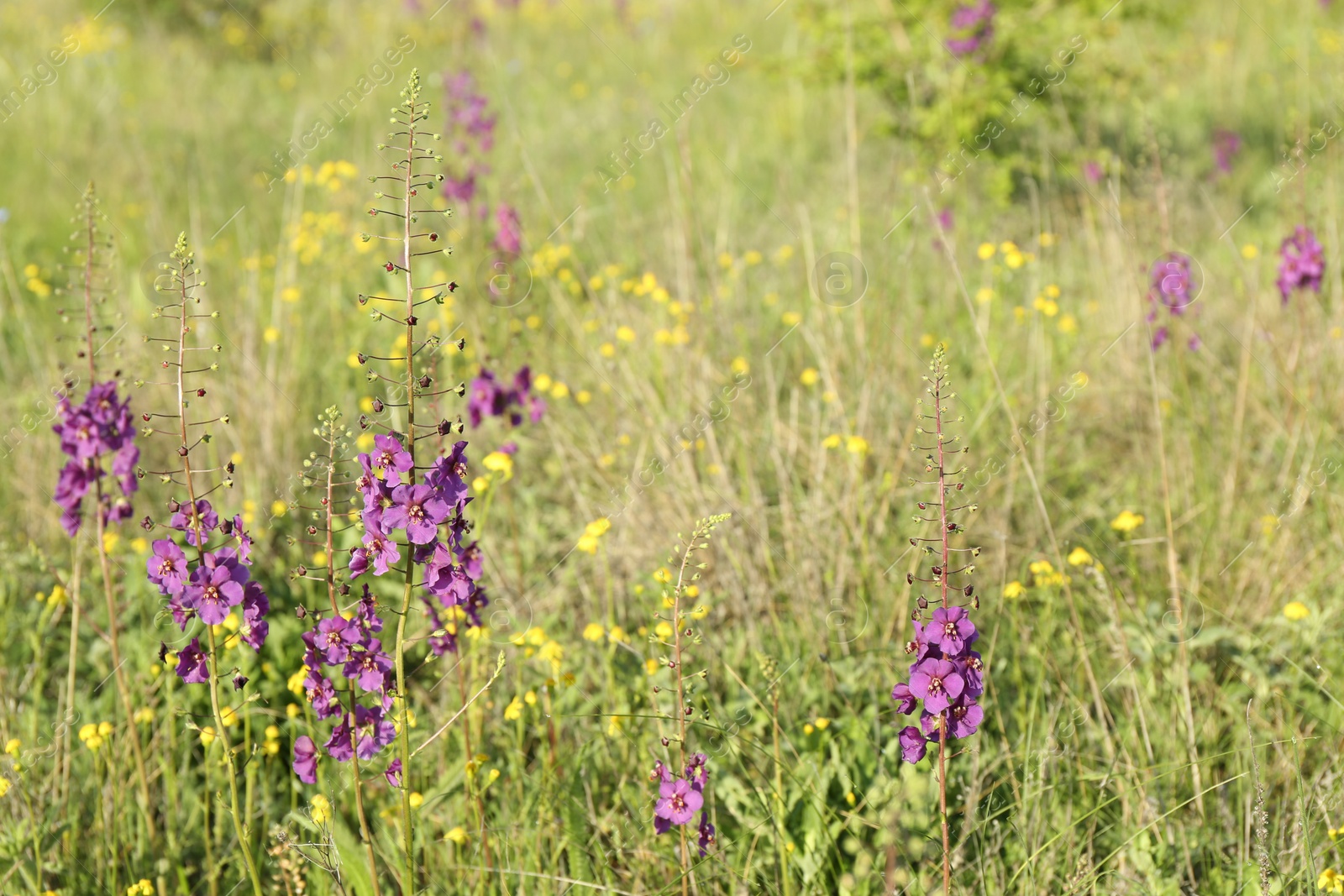 Photo of Beautiful flowers growing in meadow on sunny day