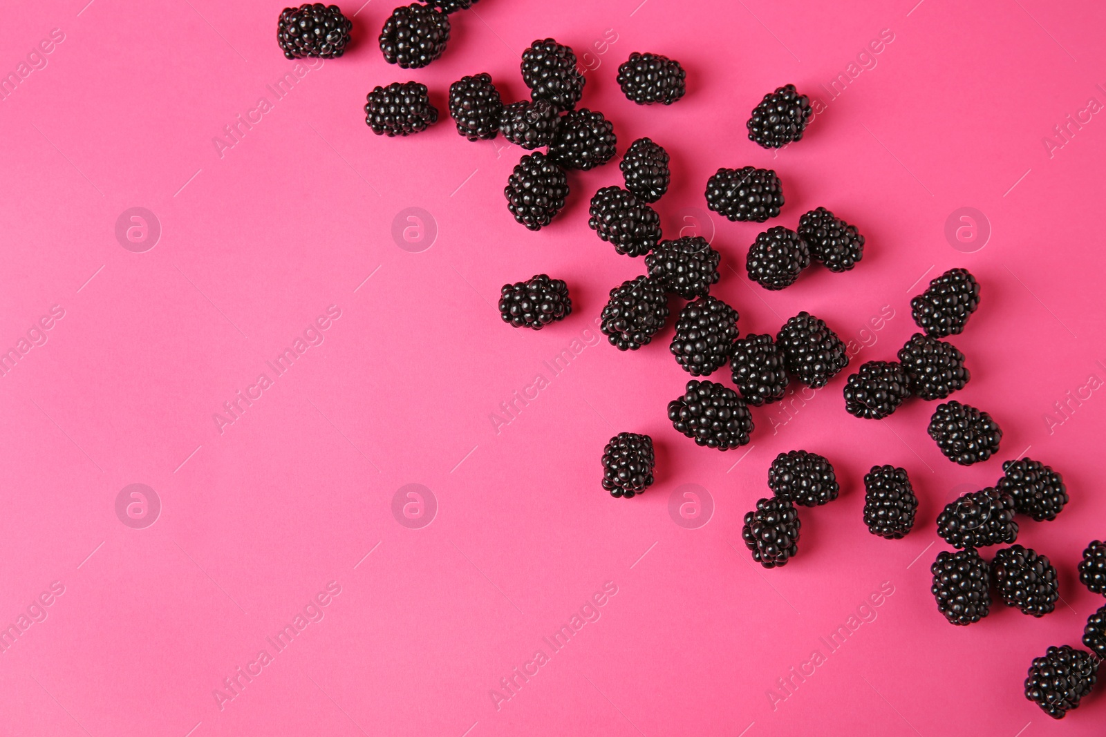 Photo of Flat lay composition with ripe blackberries on pink background. Space for text