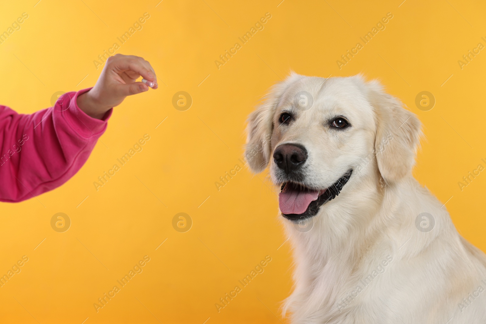 Photo of Woman giving pill to cute Labrador Retriever dog on orange background, closeup