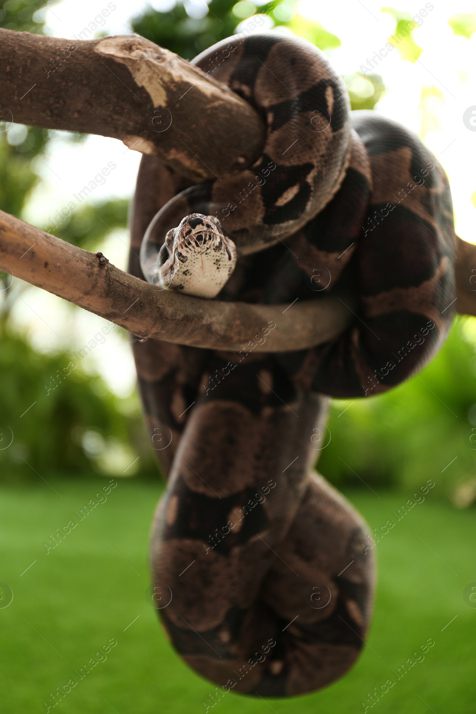 Photo of Brown boa constrictor on tree branch outdoors