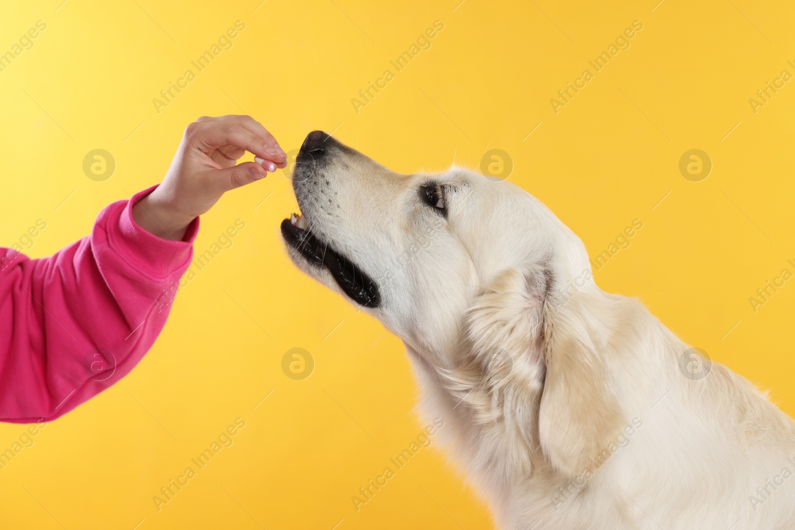 Photo of Woman giving pill to cute Labrador Retriever dog on orange background, closeup