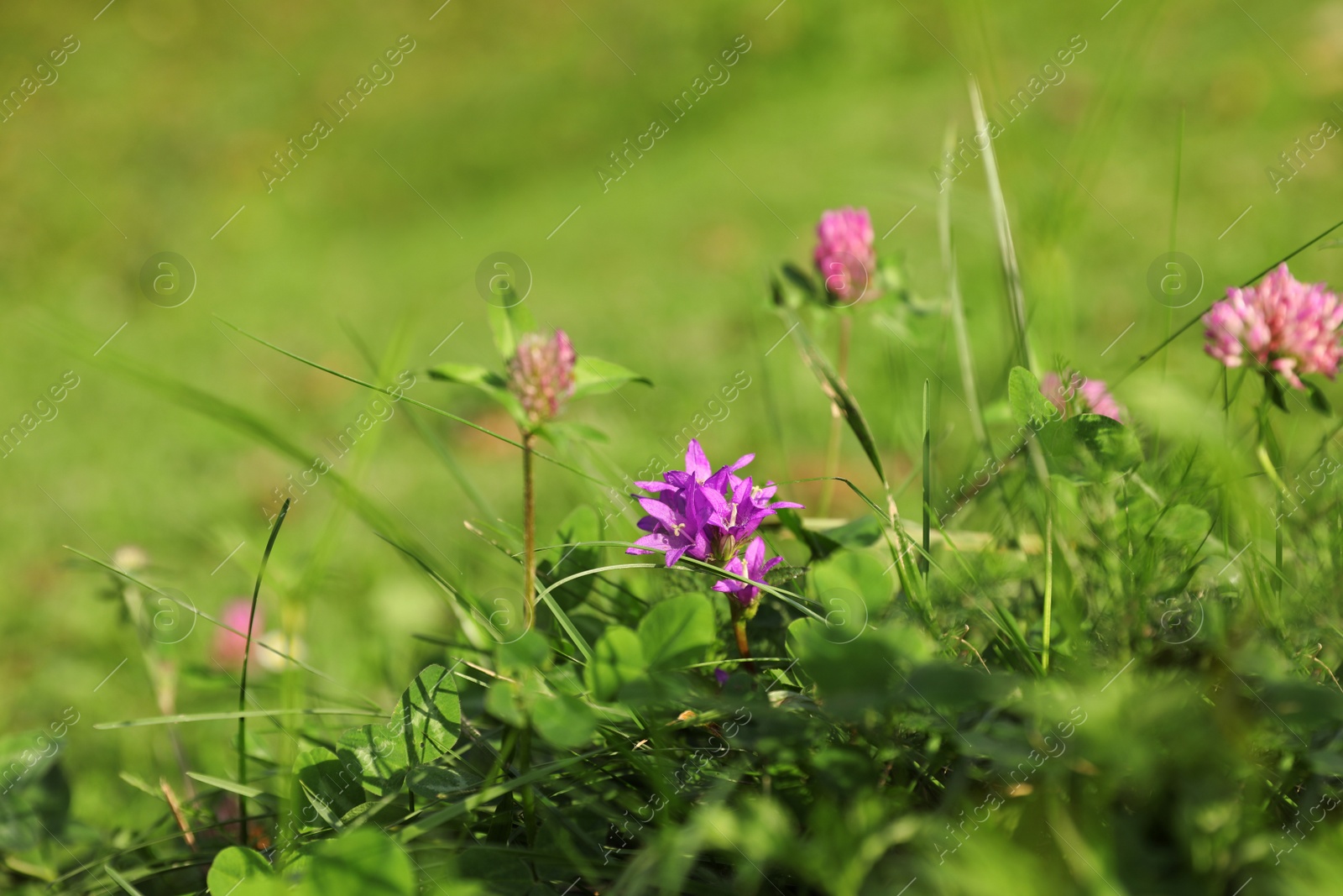 Photo of Beautiful flowers growing on green meadow in summer