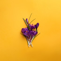 Beautiful purple crocus flowers on yellow background, flat lay