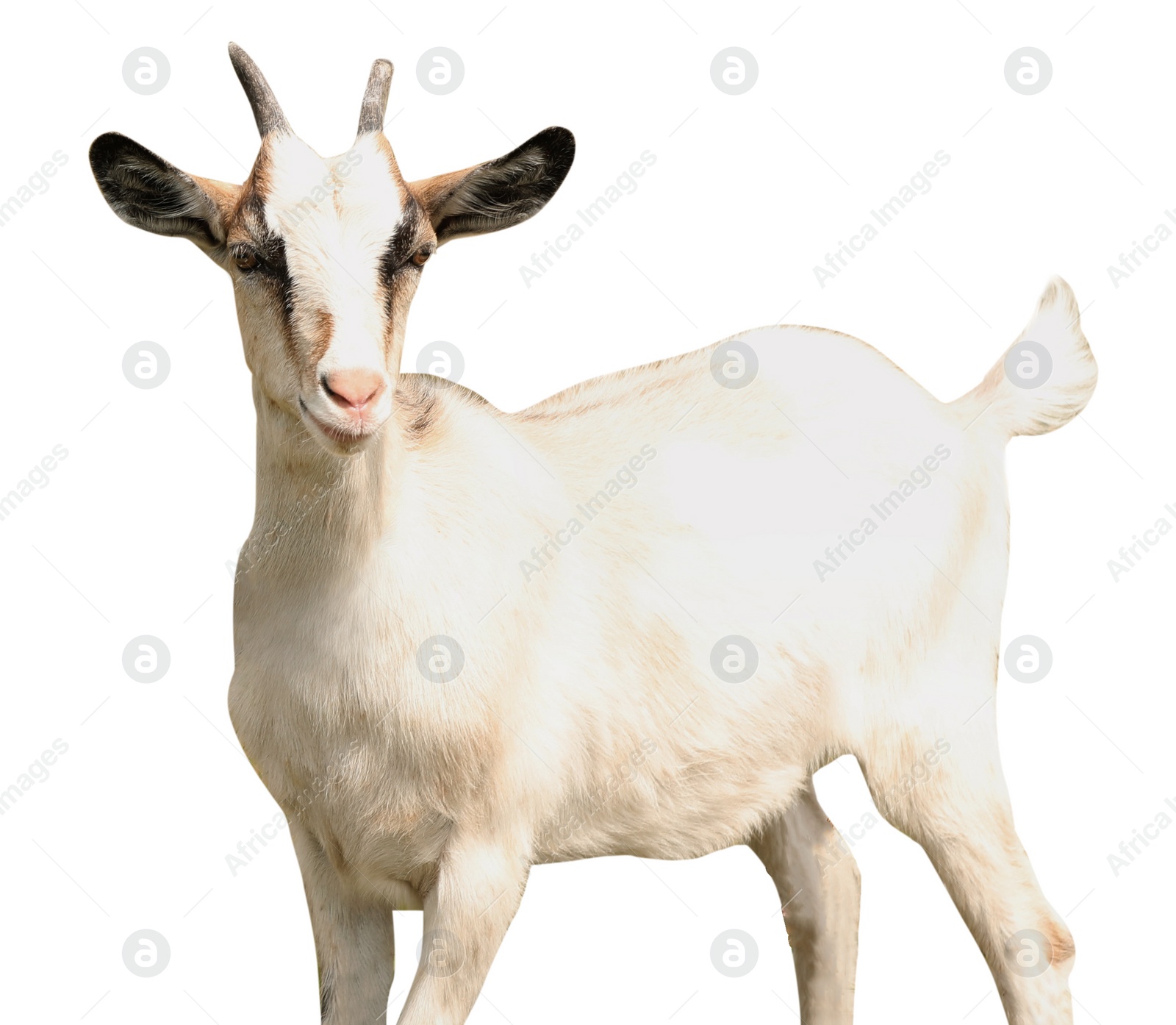 Image of Cute goat on white background. Animal husbandry