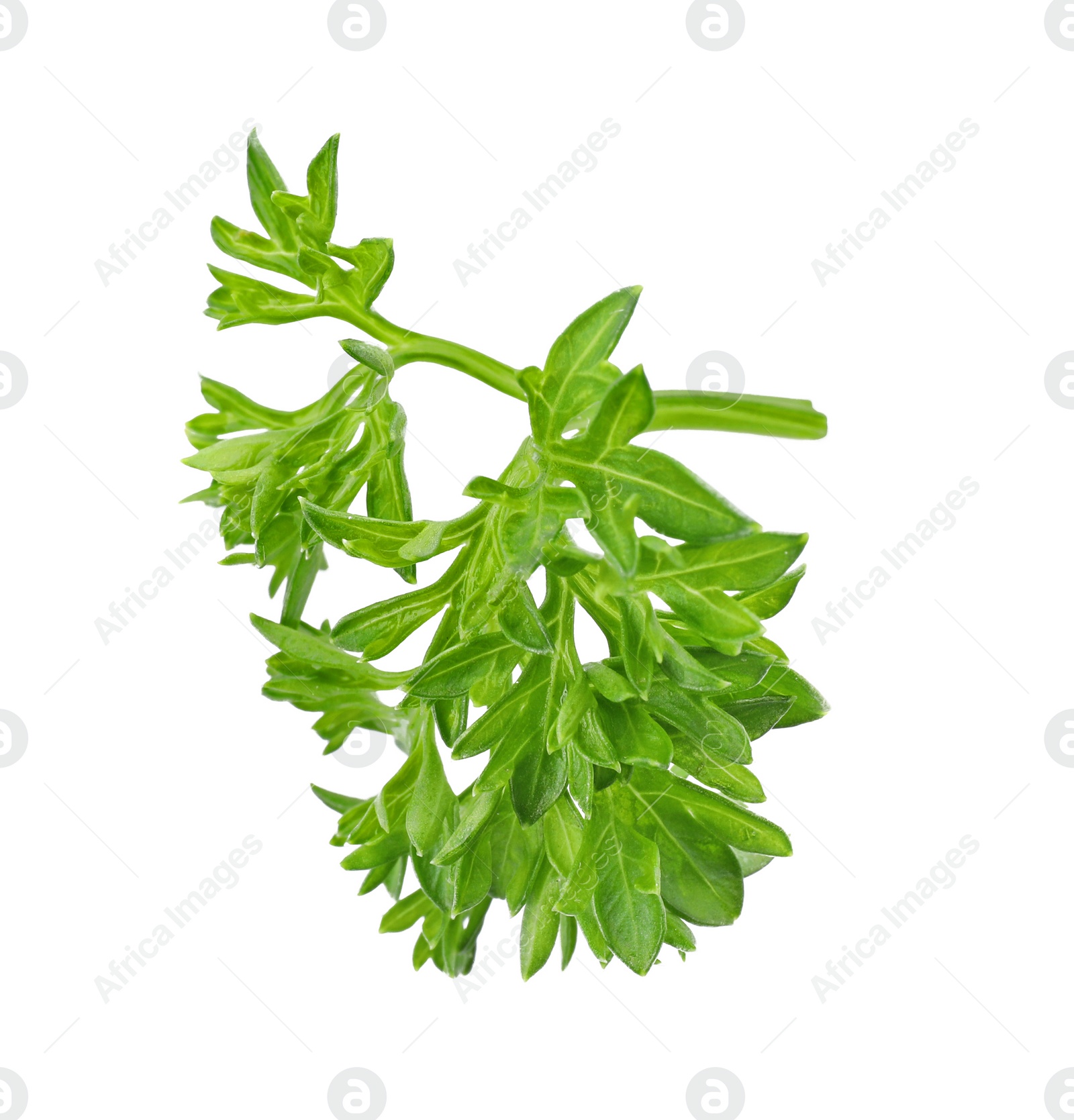 Photo of Aromatic fresh green parsley on white background