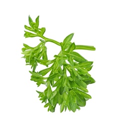 Photo of Aromatic fresh green parsley on white background