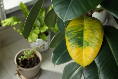 Houseplant with leaf blight disease indoors, closeup. Space for text