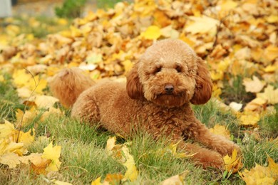 Photo of Cute dog on grass with autumn dry leaves outdoors
