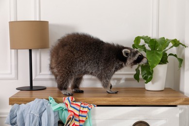Photo of Cute curious raccoon on chest of drawers indoors