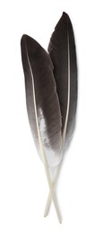 Photo of Beautiful bird feathers isolated on white, top view