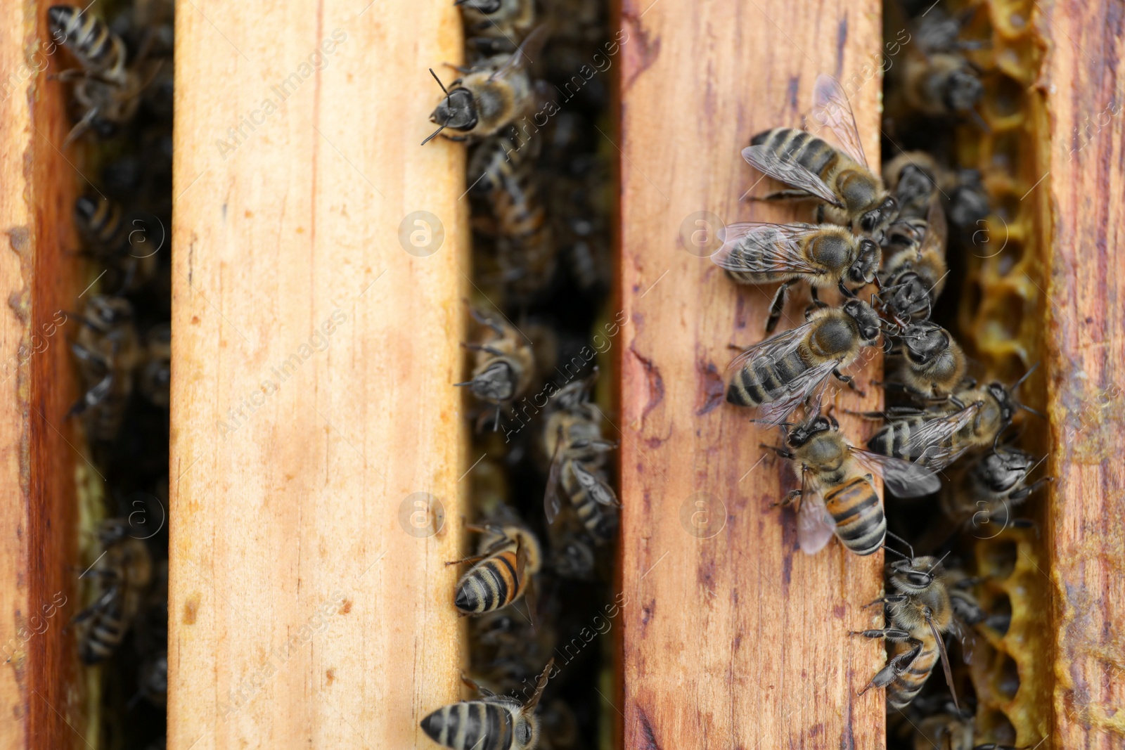 Photo of Closeup of hive frames with bees, top view