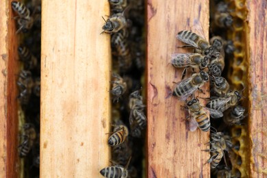 Photo of Closeup of hive frames with bees, top view