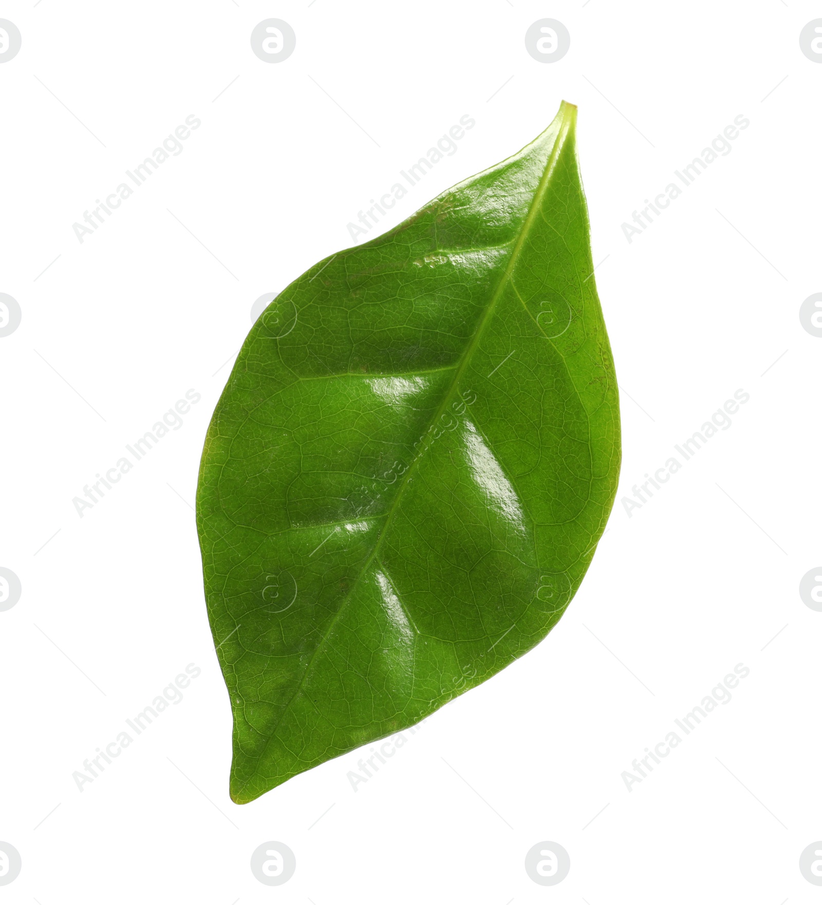 Photo of Fresh green leaf of coffee plant on white background