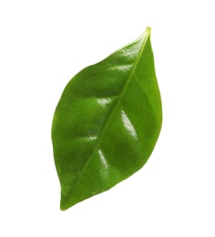 Photo of Fresh green leaf of coffee plant on white background