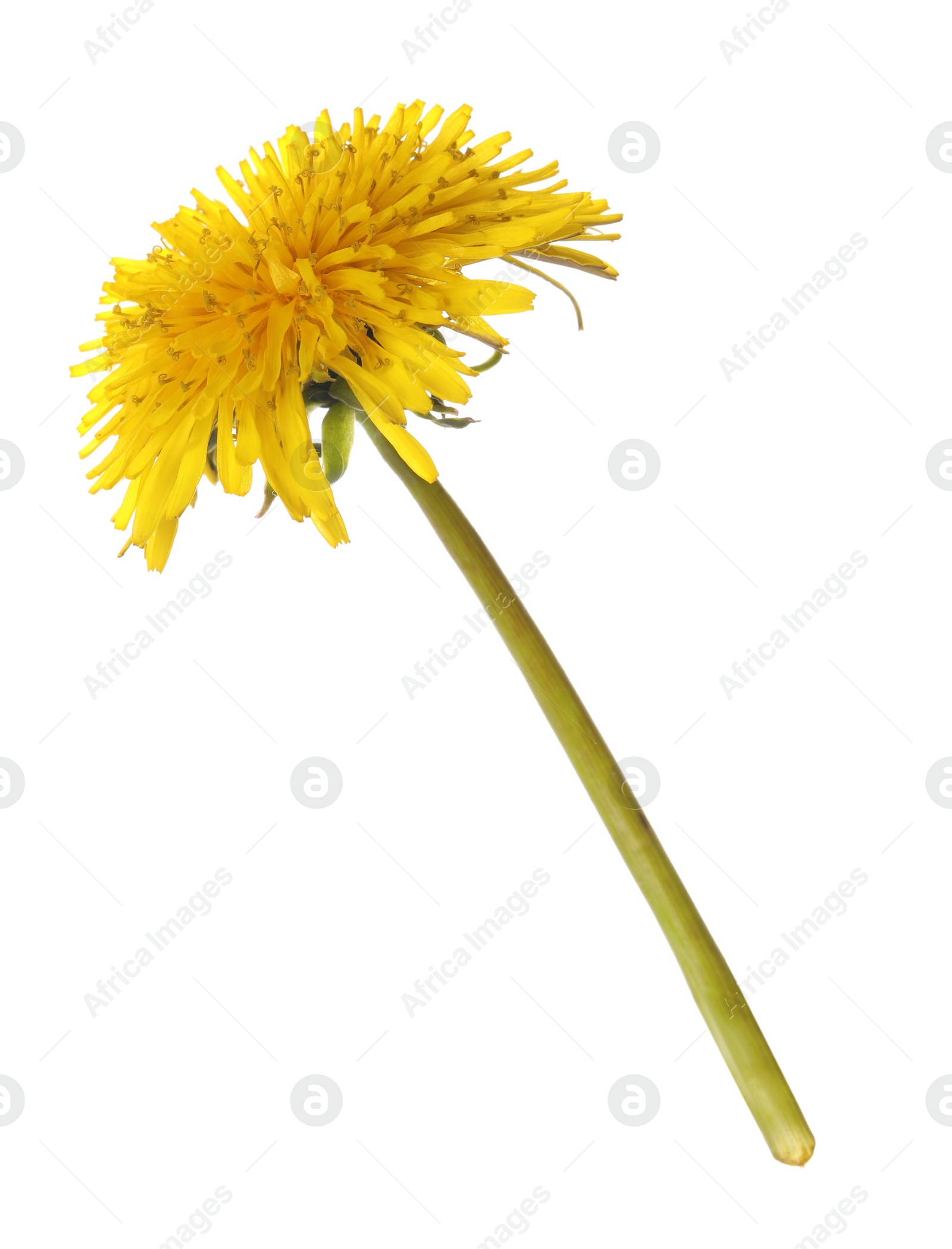 Photo of Beautiful blooming yellow dandelion isolated on white