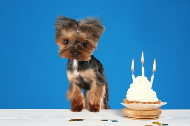 Cute Yorkshire terrier dog with birthday cupcake at table against blue background