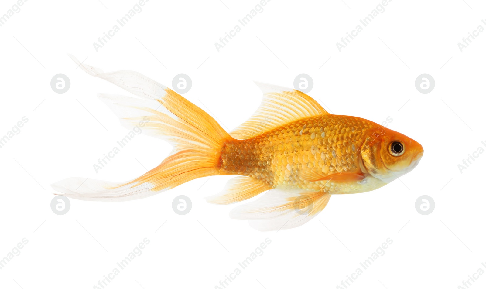 Photo of Beautiful bright small goldfish isolated on white