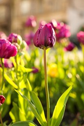 Photo of Beautiful colorful tulip growing in flower bed, closeup