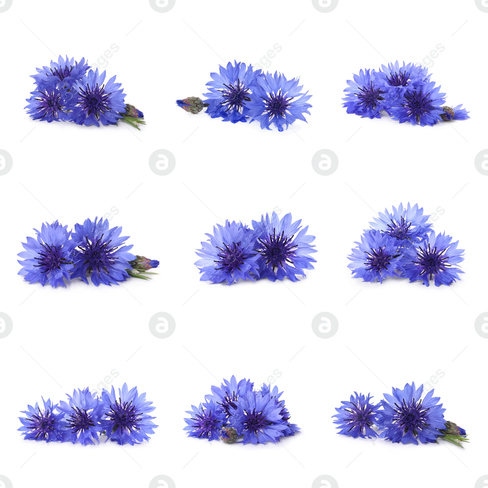 Image of Set with beautiful blue cornflowers on white background 