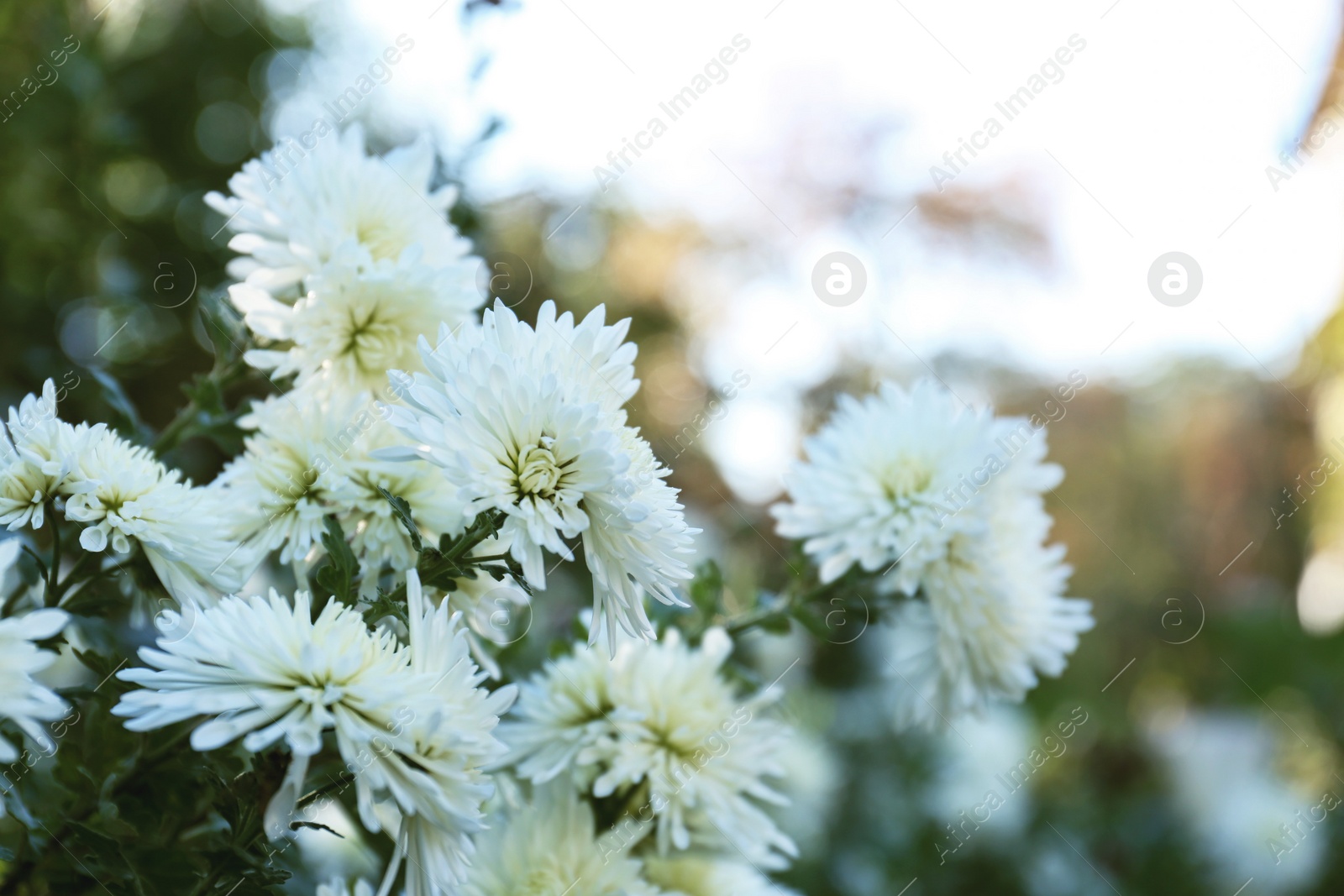 Photo of Beautiful chrysanthemum flowers growing on blurred background, closeup