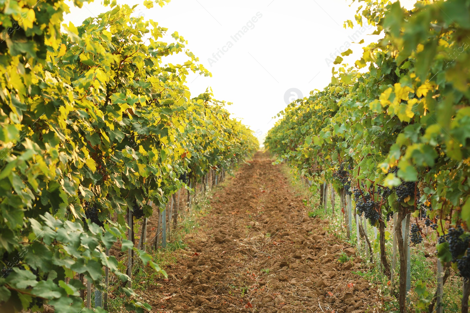 Photo of View of vineyard rows with fresh ripe juicy grapes on sunny day