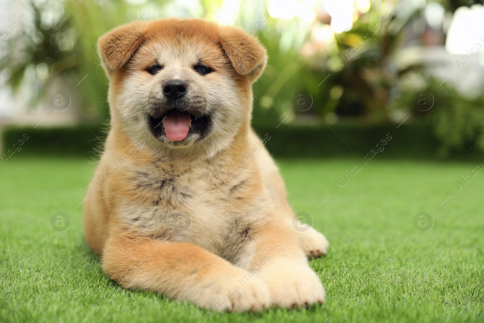 Photo of Cute Akita Inu puppy on green grass outdoors. Baby animal