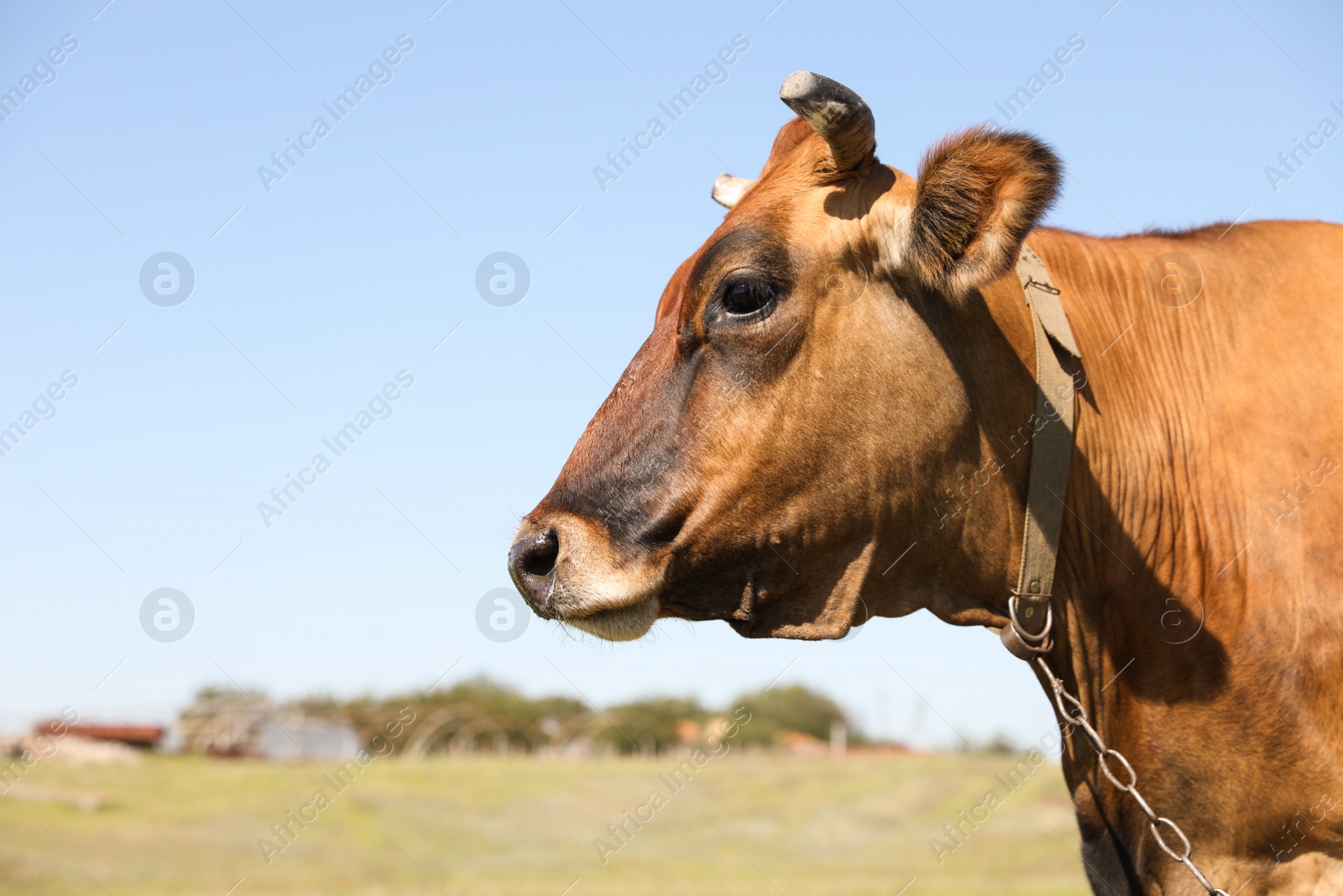 Photo of Beautiful brown cow outdoors on sunny day. Animal husbandry