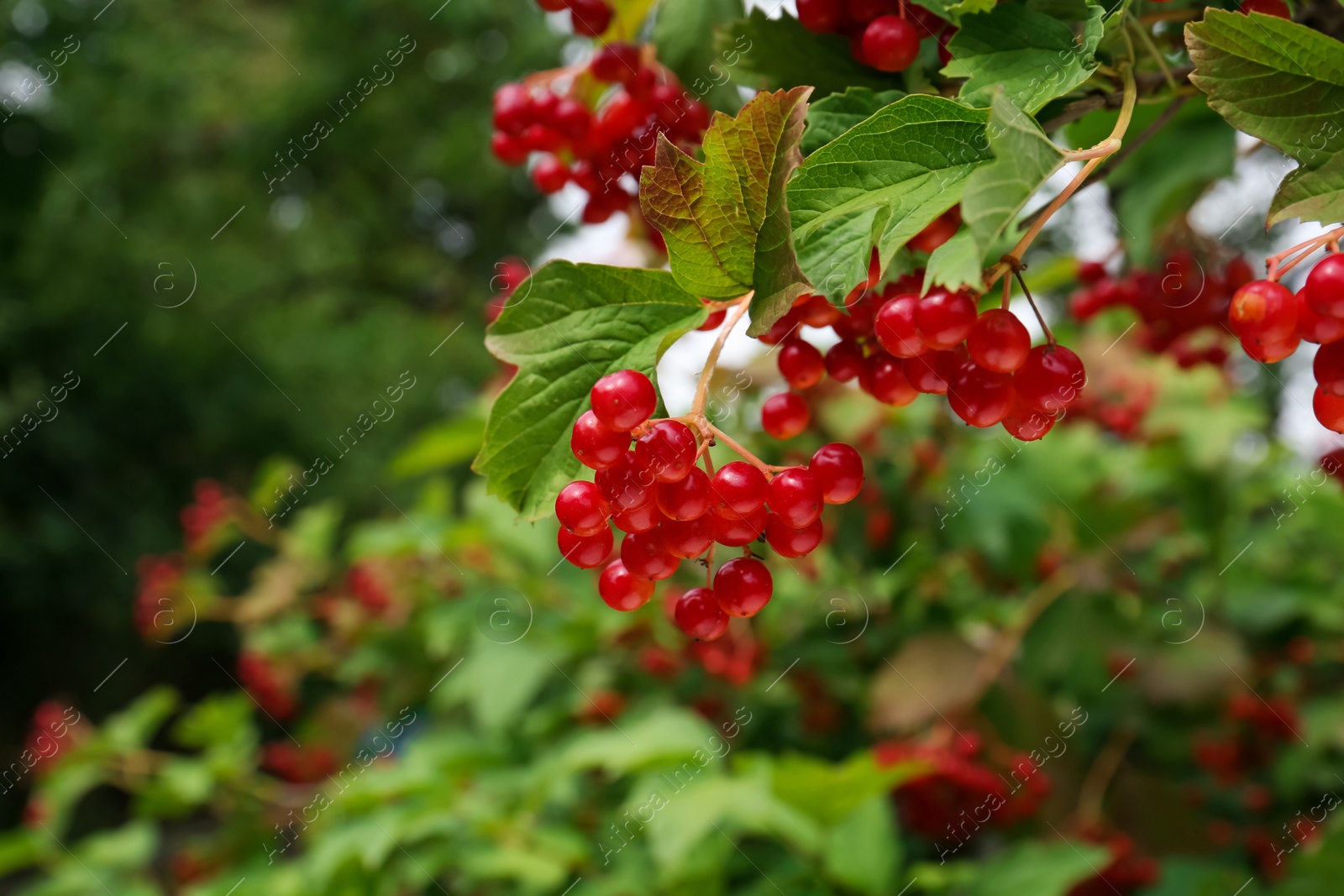 Photo of Beautiful viburnum shrub with ripe berries outdoors