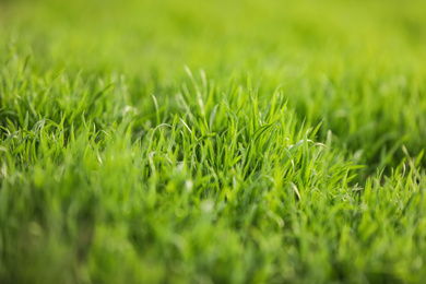 Photo of Beautiful green grass outdoors on spring day, closeup view