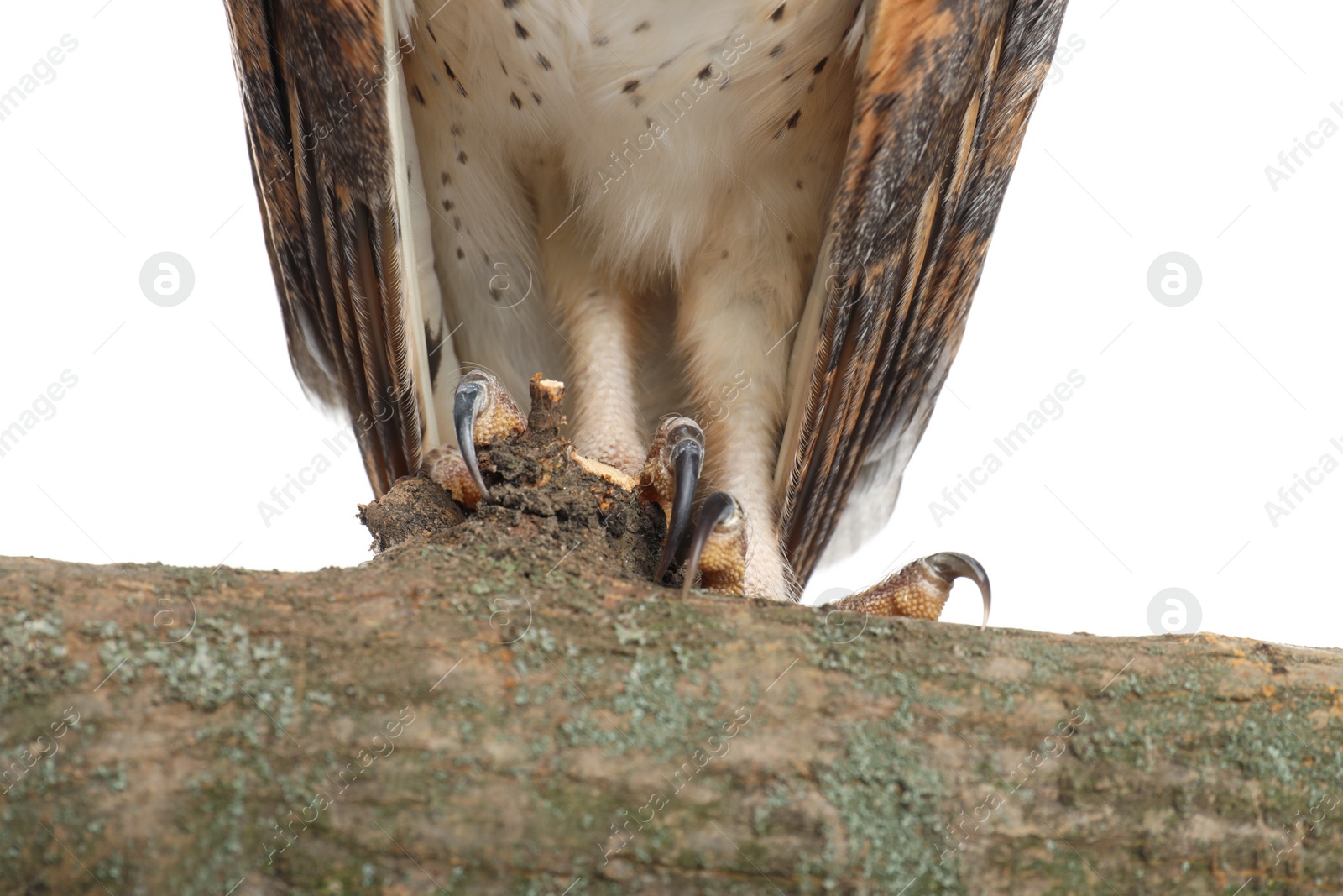 Photo of Beautiful common barn owl on twig against white background, closeup