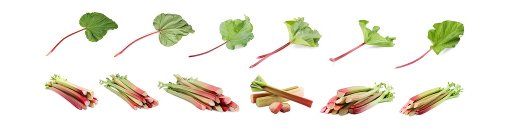 Image of Set with fresh rhubarb stalks isolated on white