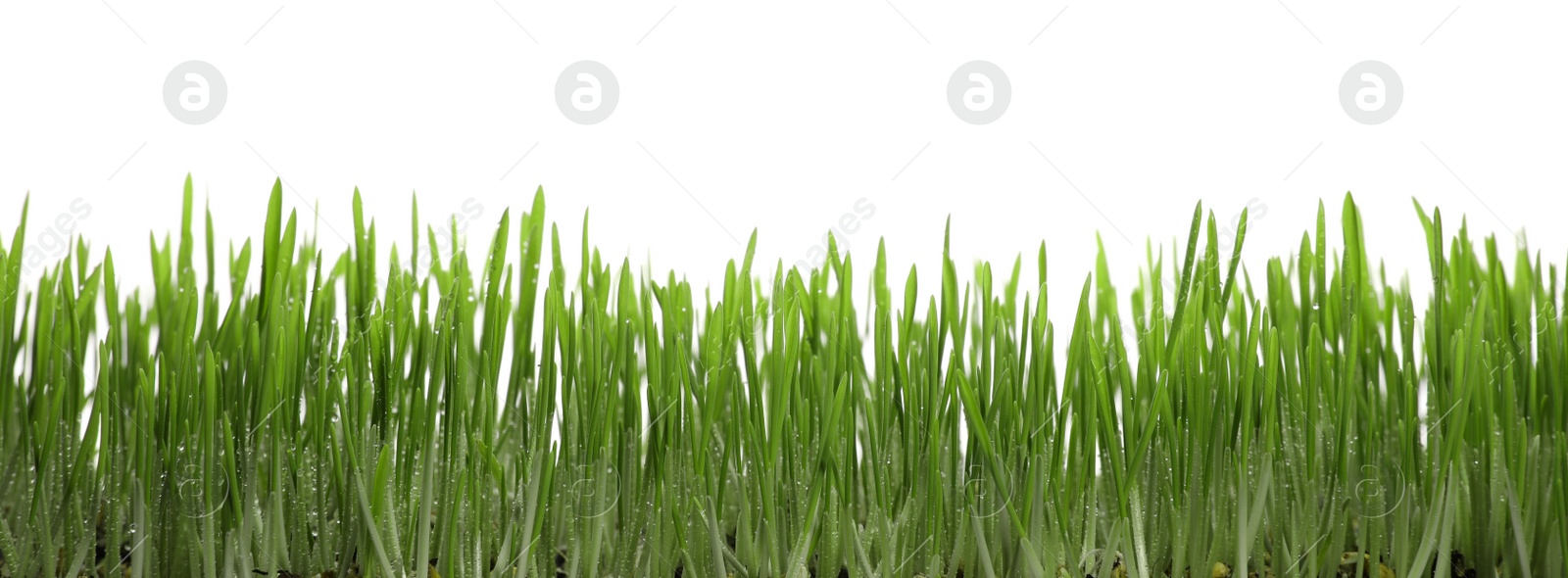 Photo of Beautiful lush green grass with water drops on white background