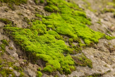 Photo of Textured surface with moss as background, closeup