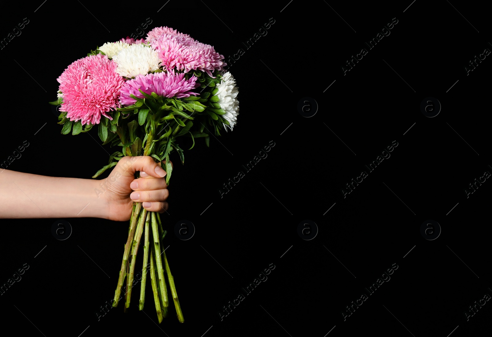 Photo of Closeup view of woman holding beautiful asters on black background, space for text. Autumn flowers