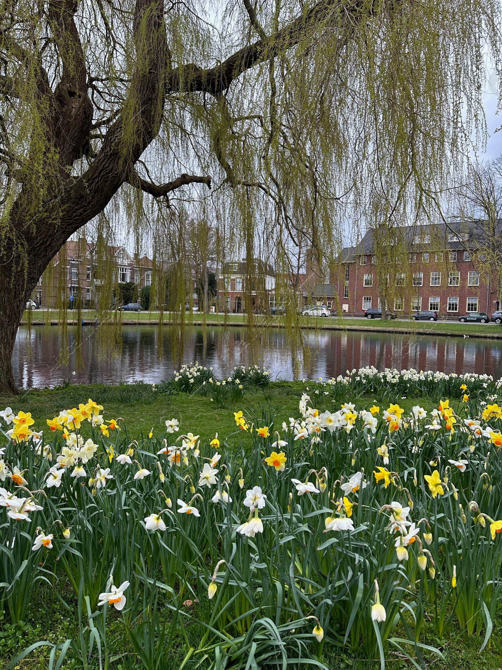 Photo of Beautiful view of daffodil flowers and willow tree growing near river outdoors