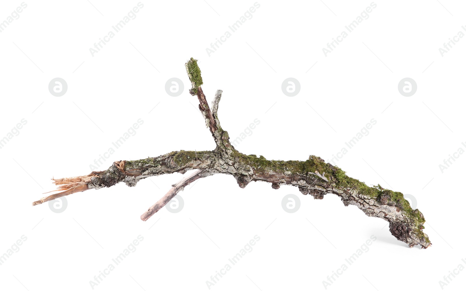 Photo of Dry tree branch with moss isolated on white