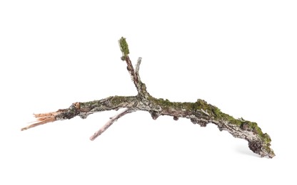 Dry tree branch with moss isolated on white