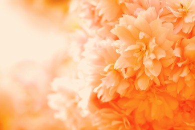 Image of Beautiful blossom on blurred background, closeup. Toned in orange