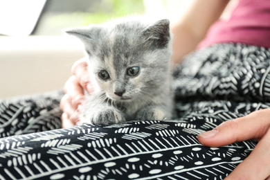 Photo of Woman with cute British Shorthair kitten, closeup. Baby animal