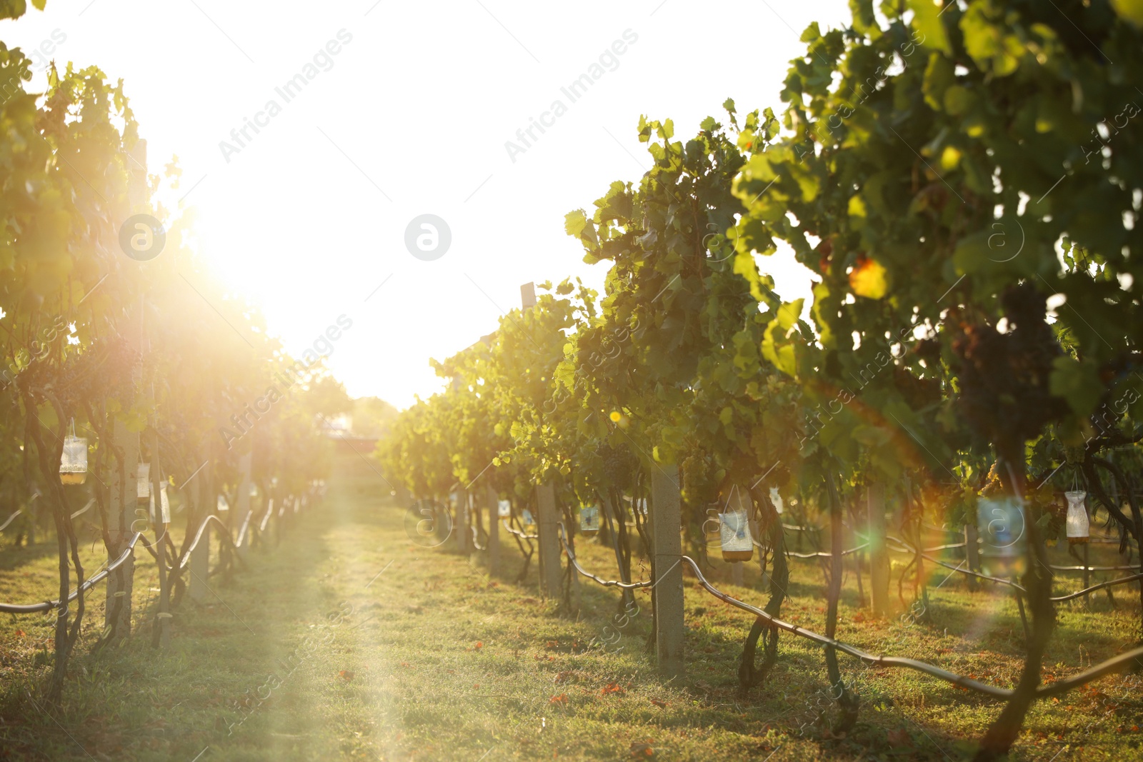 Photo of Beautiful view of vineyard with ripe grapes