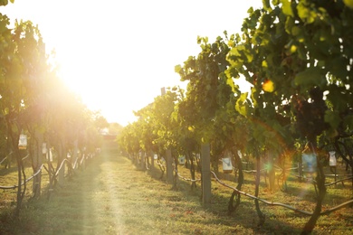 Beautiful view of vineyard with ripe grapes