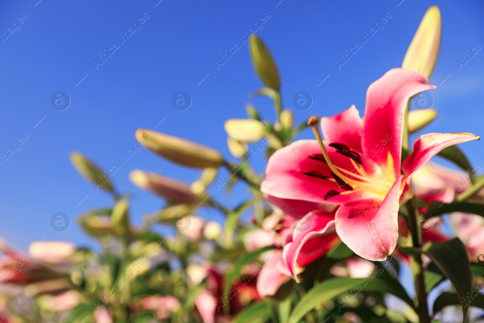 Photo of Beautiful pink lilies in blooming field against blue sky. Space for text