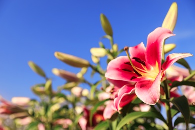 Beautiful pink lilies in blooming field against blue sky. Space for text