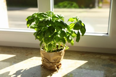 Photo of Potted basil on windowsill indoors. Aromatic herb