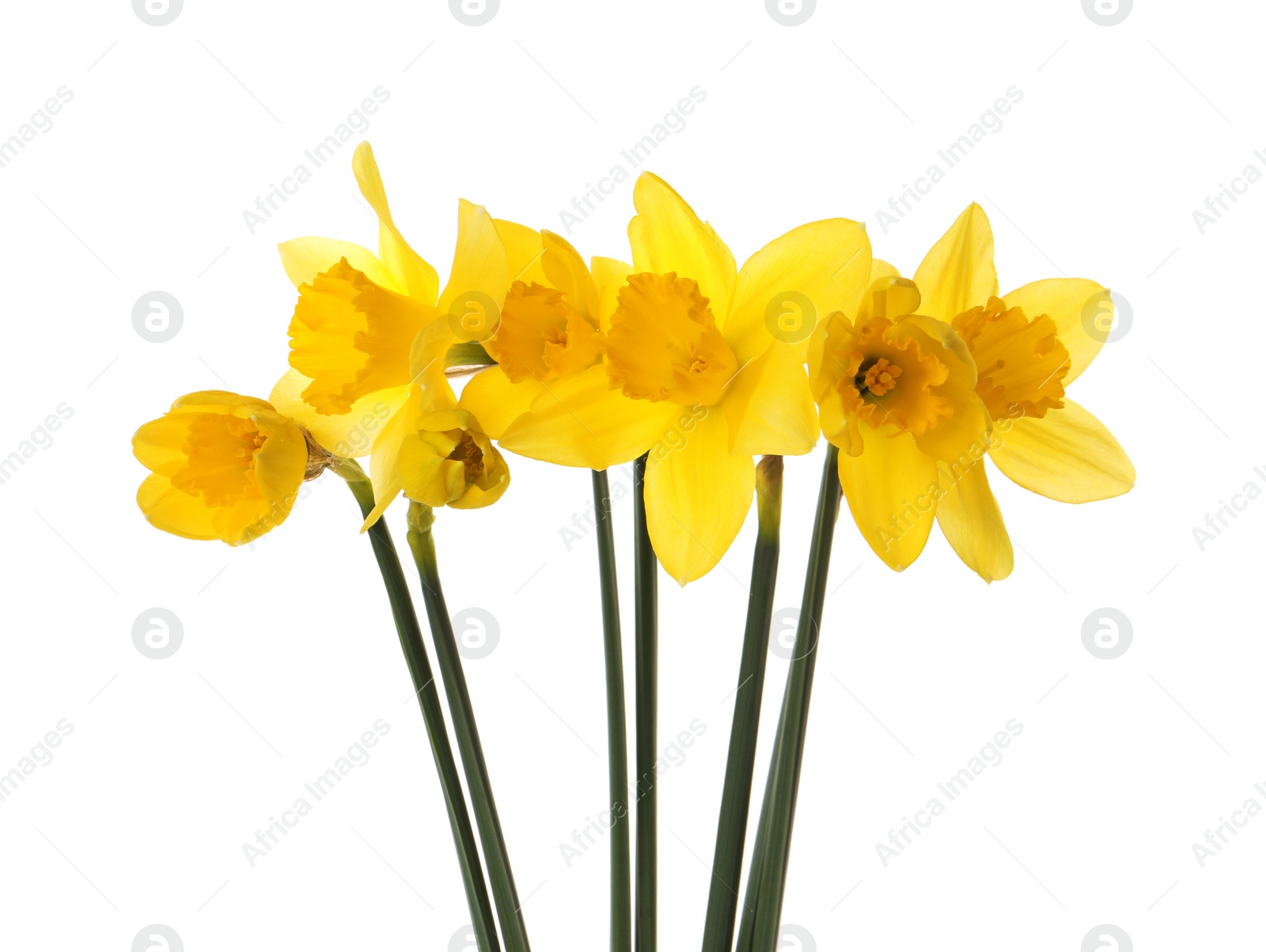 Photo of Beautiful blooming yellow daffodils on white background