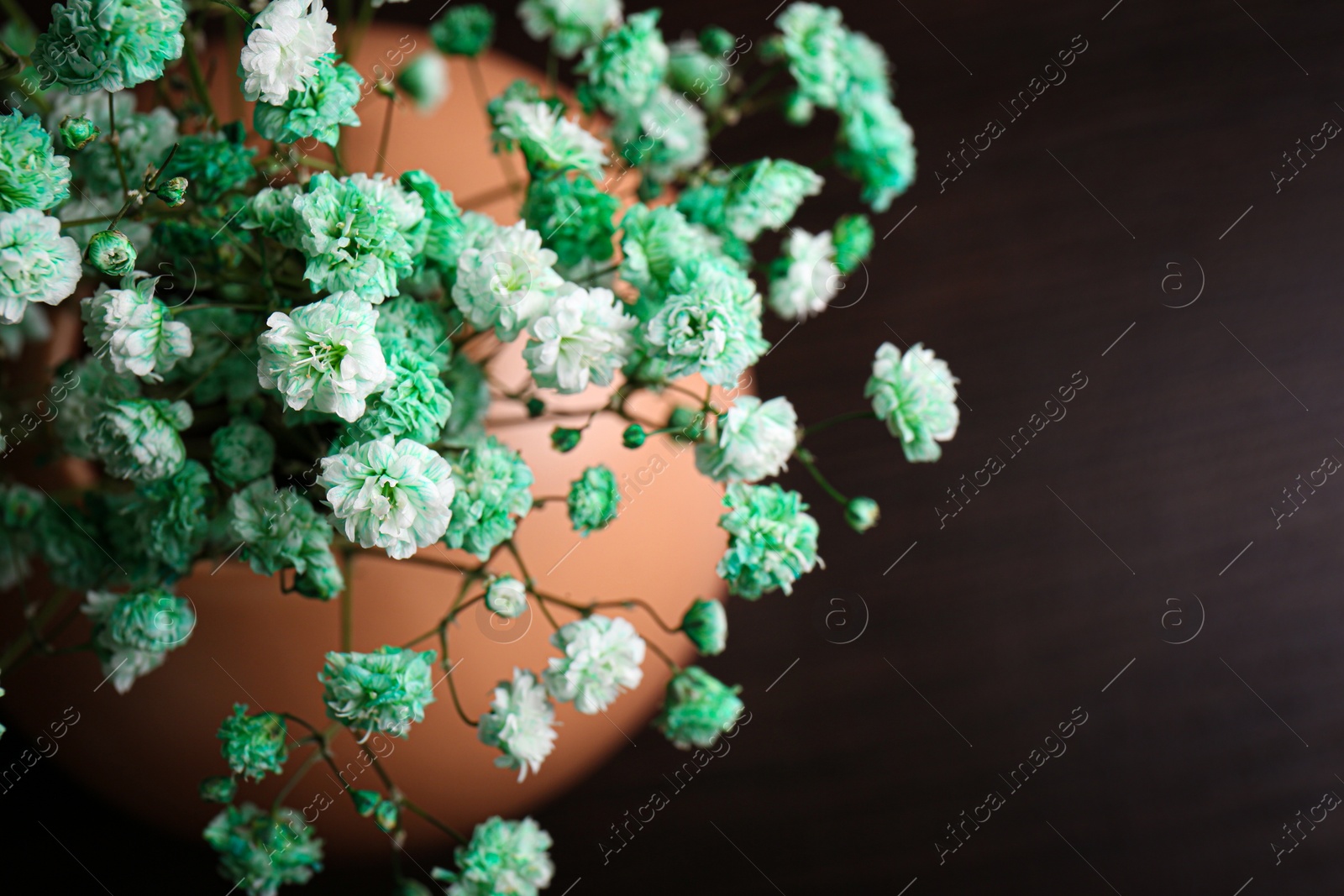 Photo of Beautiful dyed gypsophila flowers in vase on dark background, closeup. Space for text