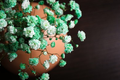 Beautiful dyed gypsophila flowers in vase on dark background, closeup. Space for text