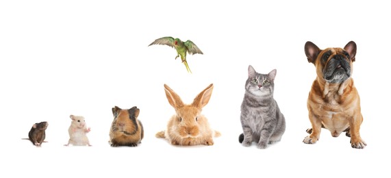 Image of Group of different domestic animals on white background, collage. Banner design